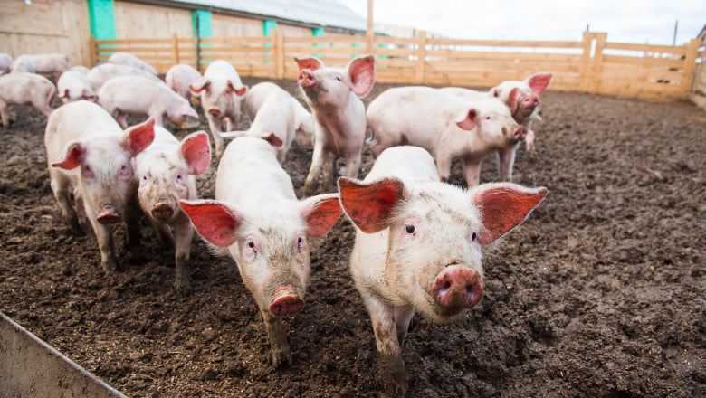 Câți porci vor avea voie să crească românii în gospodărie