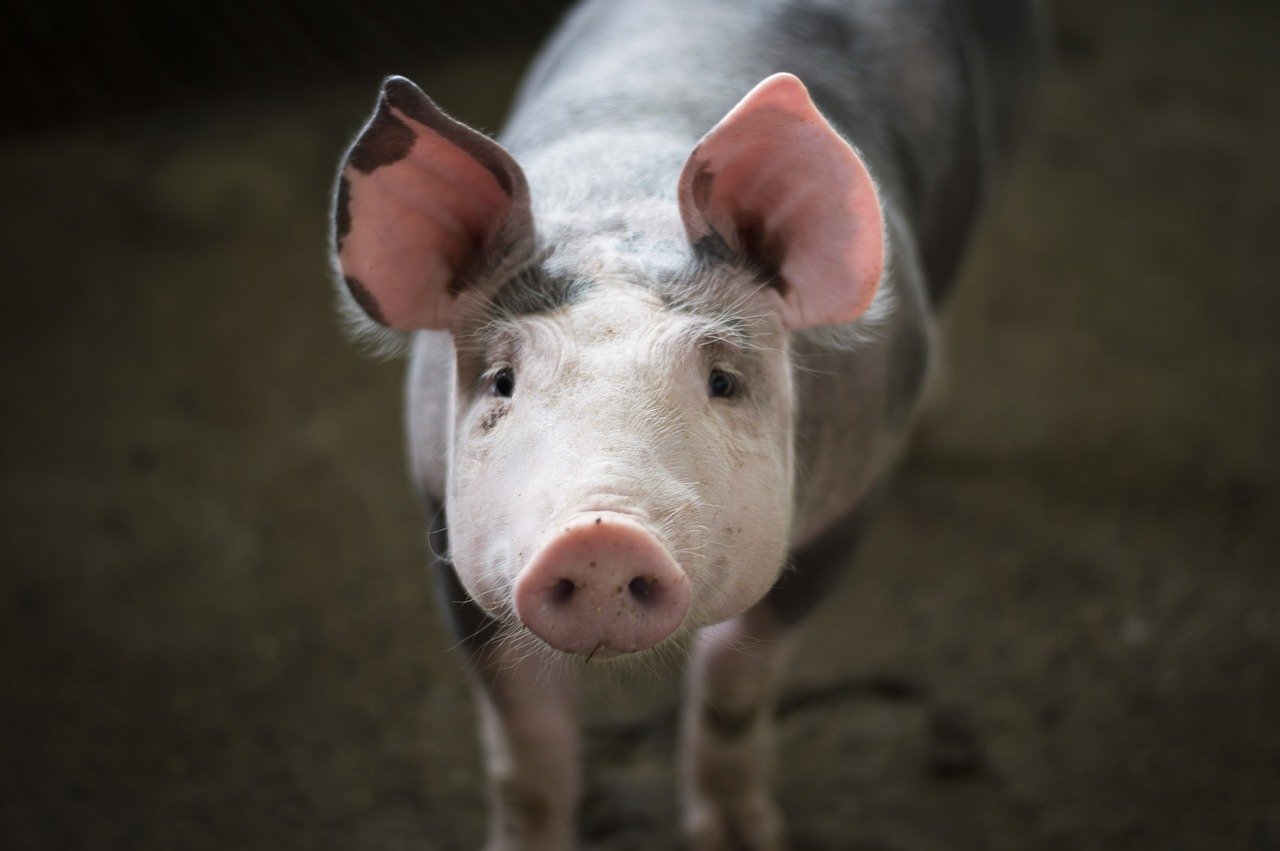 USR susţine tradiţia creşterii porcului în gospodărie. La ce amendamente lucrează