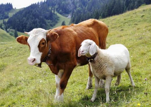 APIA: 156,9 milioane euro plătite crescătorilor de animale pentru  sprijinul cuplat