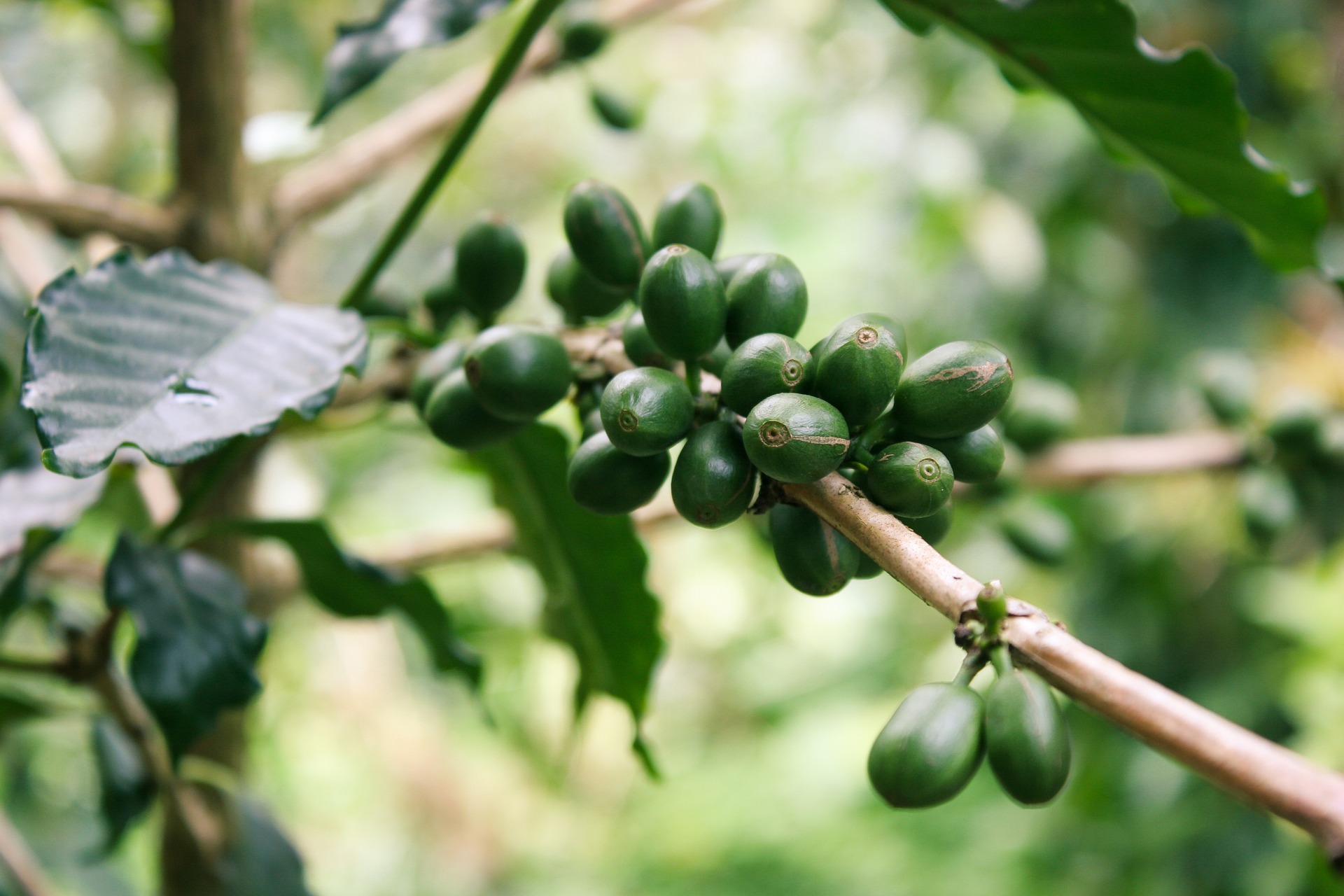 Experții verifică arborii de cafea din Brazilia, distruși de secetă. Se anunță o criză acută de cafea