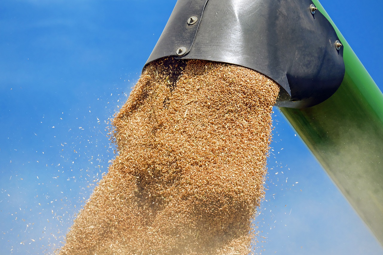 Exporturi record de grâu pentru UE și scădere importantă la importurile de porumb, în acest sezon