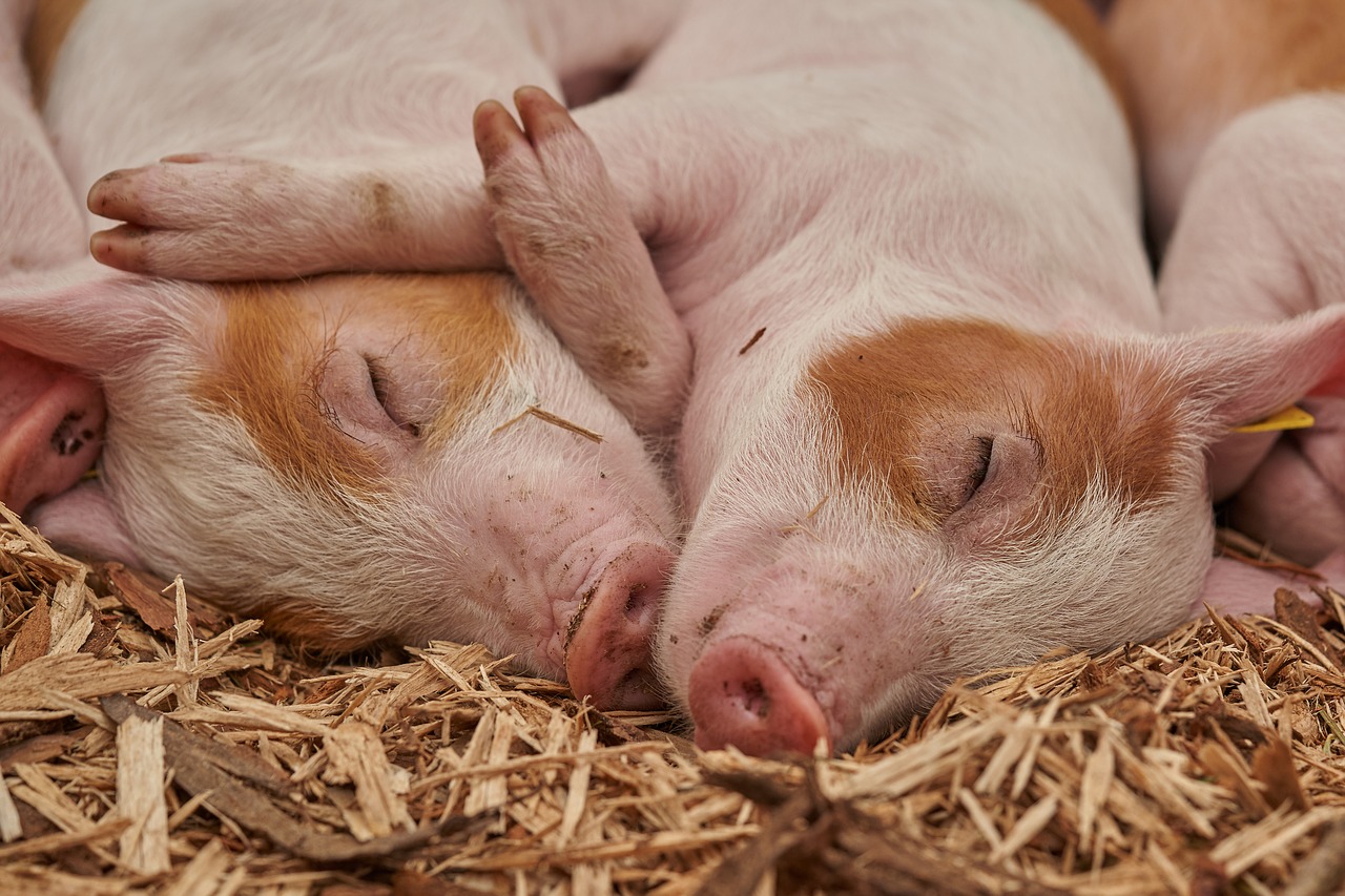 Producătorii români de carne de porc şi pasăre, amenințați de faliment, din cauza prețurilor la gaze și energie