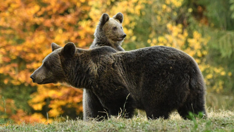 Doi turişti din Ucraina ar fi fost atacați de o ursoaică în apropiere de Castelul Peleş/ Primarul din Sinaia spune altceva