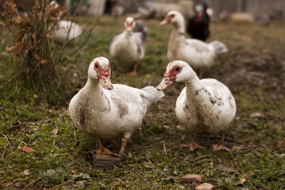 Focar de gripă aviară în Ungaria, la 10 km de granița de vest a României