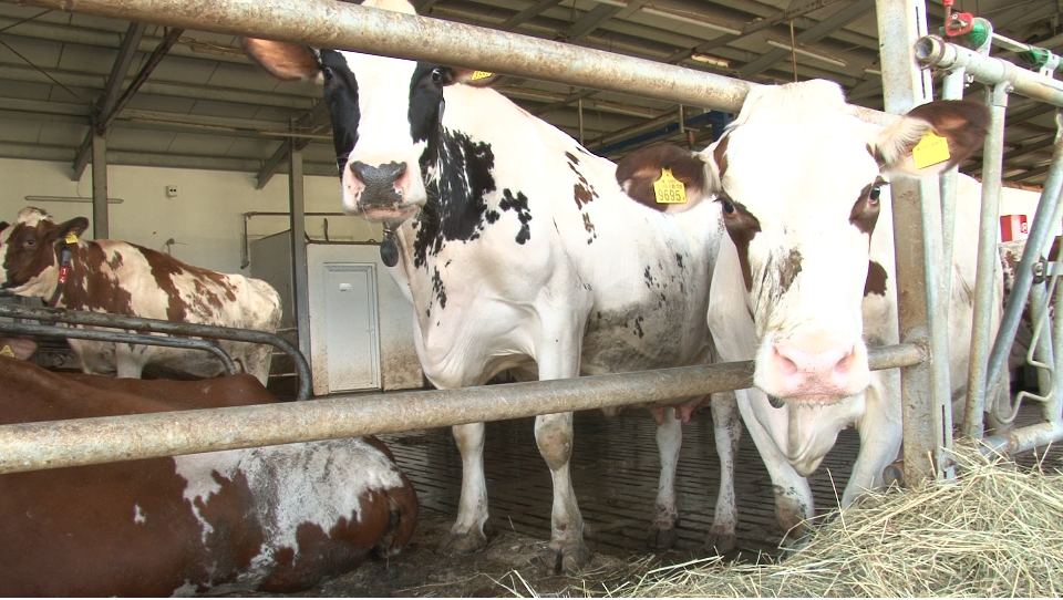 Se întâmplă în România: Autostrada care închide una dintre cele mai mari ferme de vaci!