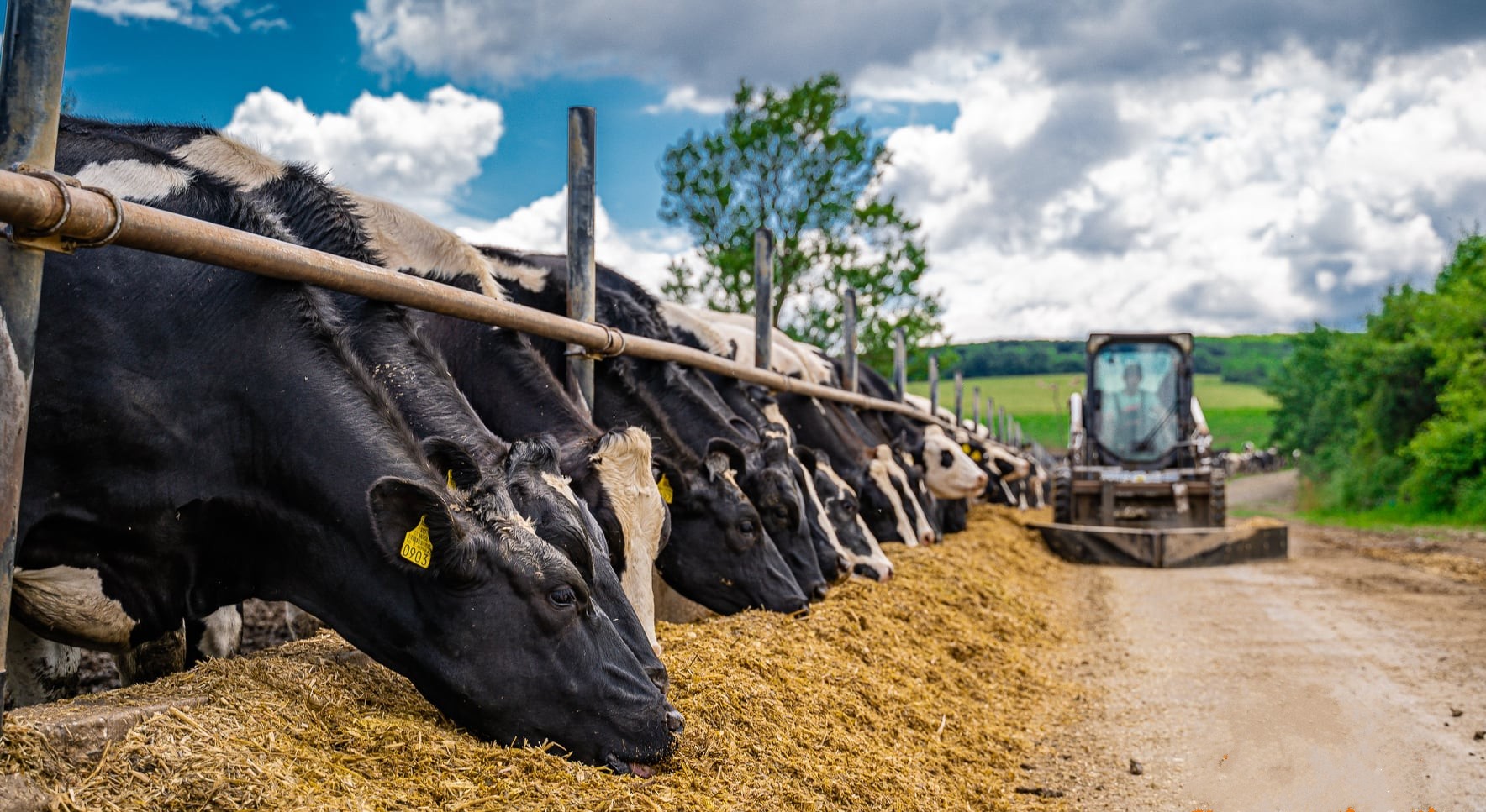 Vaci bolnave de rabie, în Botoșani, din cauza războiului din Ucraina 