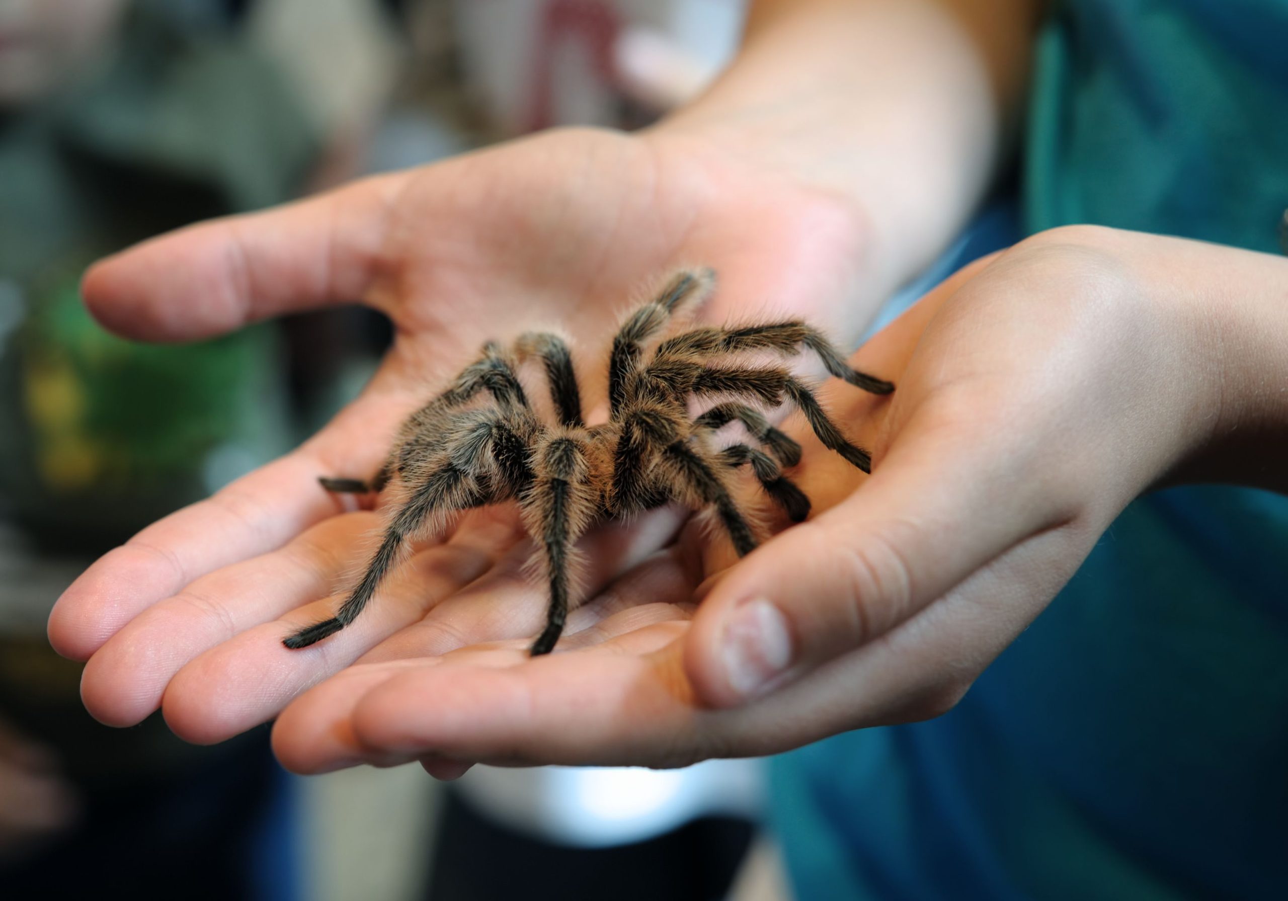 Expoziţia de tarantule de la Timişoara are un succes „monstru”. De ce vin mii de vizitatori