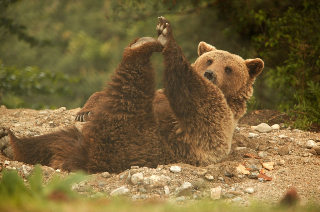 Atunci când inviți un urs la dans, cine decide când se termină dansul? Părerea The New York Times