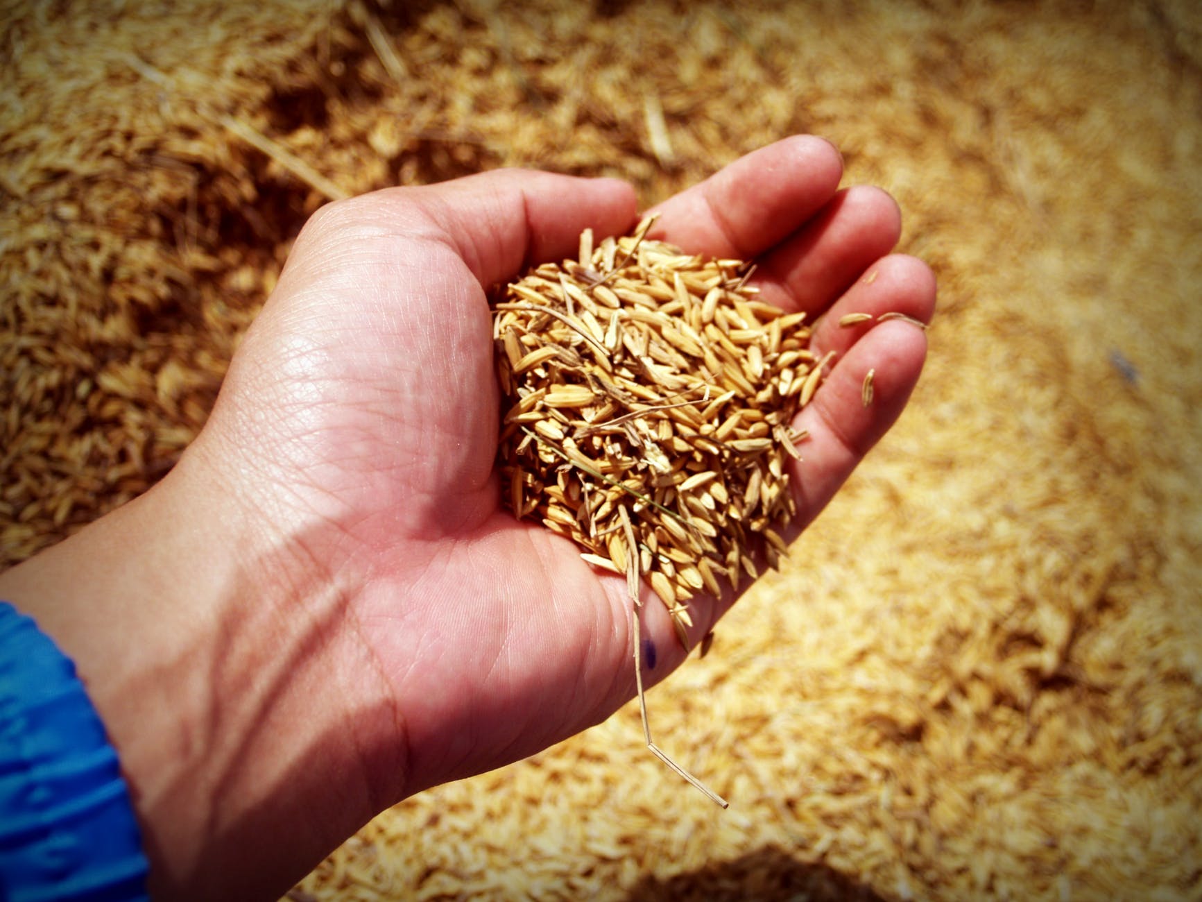 Producție bună de grâu, în Timiș. Media la hectar, peste cea din 2021