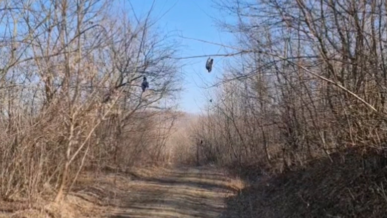 Zeci de păsări au fost găsite spânzurate într-o pădure din Botoșani. Localnicii cred că este vorba de un ritual satanist