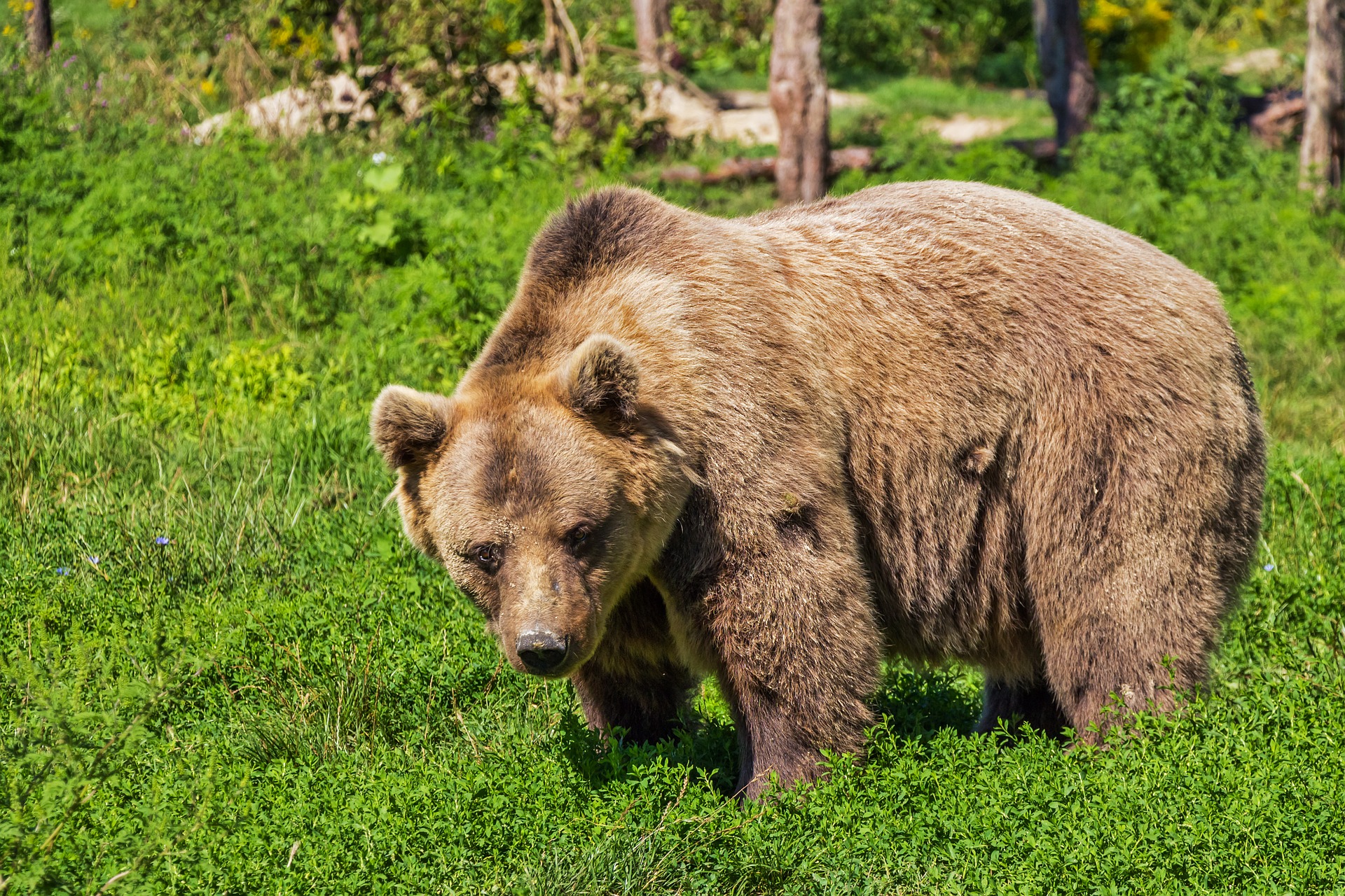 Cota de prevenție și intervenție la ursul brun este de 140 de exemplare pe an