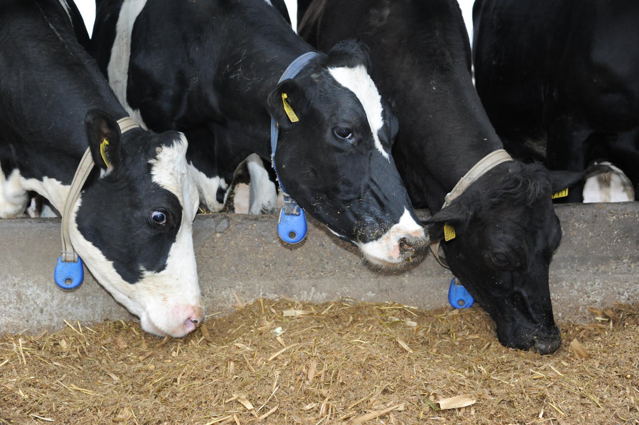 Ce soluție a găsit UE pentru a reduce emisiile de metan de la vacile de lapte