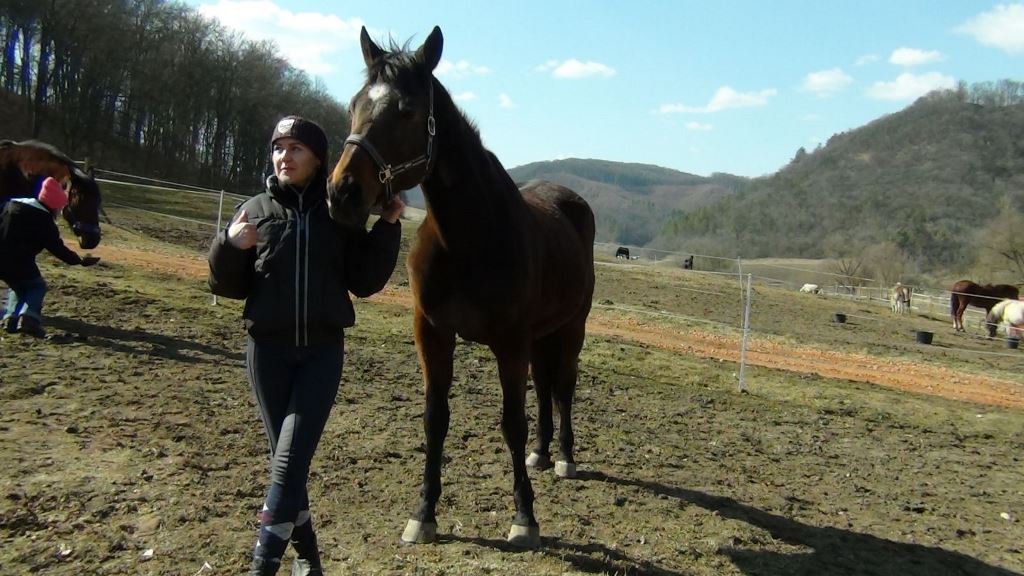 Oameni și cai din Odesa ajutați să ajungă la Sibiu: Iubim mult animalele, nu puteam să le lăsăm acasă