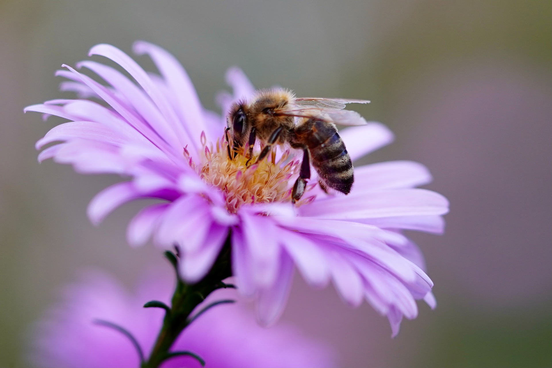 Ce este păstura de albine și ce beneficii are pentru sănătate
