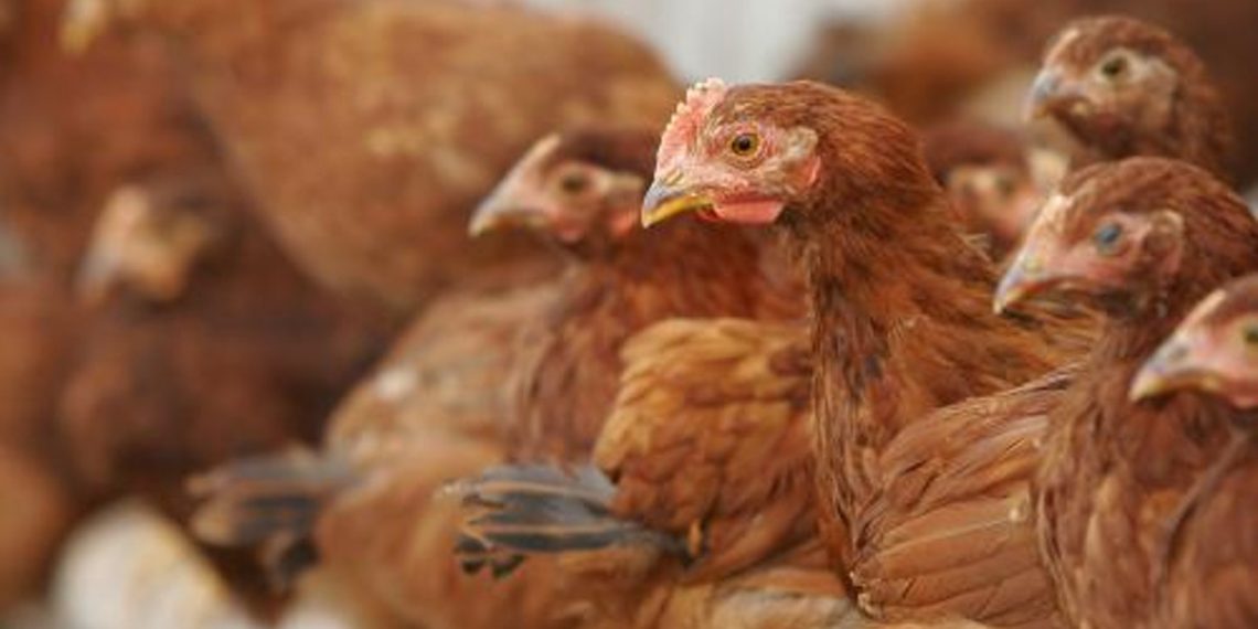  Două ferme de păsări din Constanța, amendate de Garda de Mediu