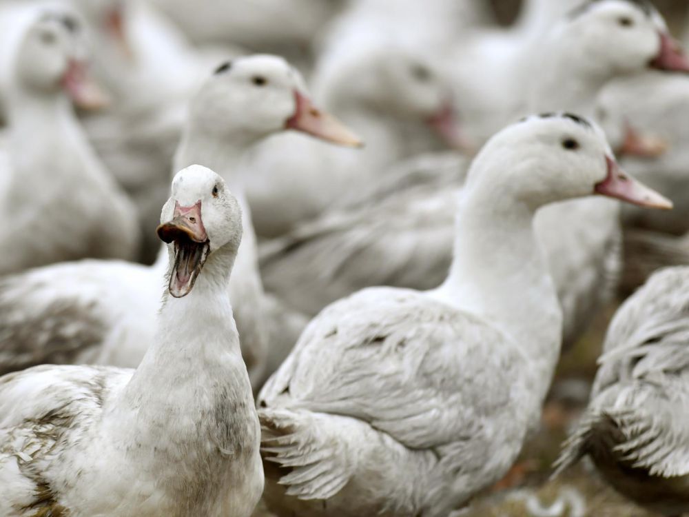 Pericol la granița de Vest: Focar de gripă aviară la o fermă de rațe