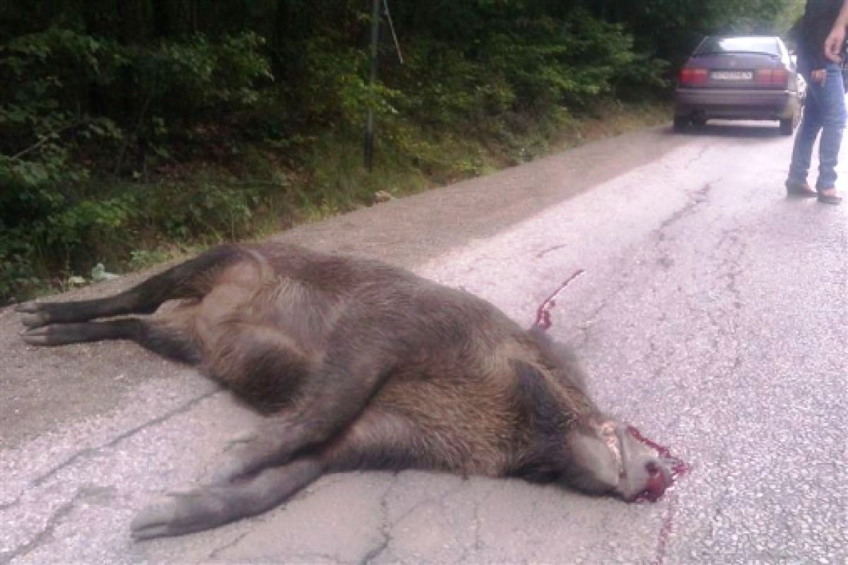 Giurgiu: focar de pestă porcină la mistreți, pe un fond de vânătoare din zona Bolintin