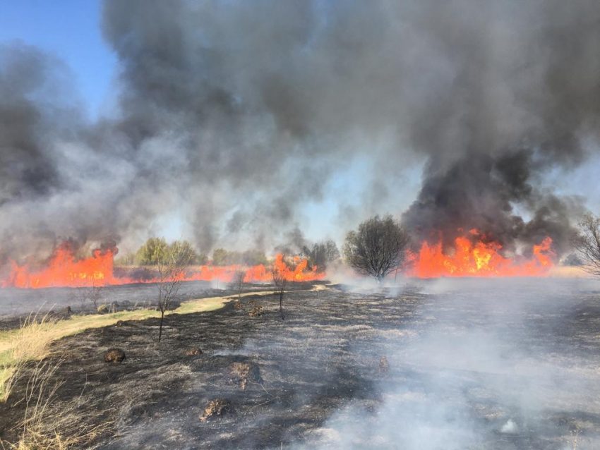 Președintele Parcului Natural Văcărești: „Incendiul din Delta Vărărești ar fi izbucnit de la un grătar”