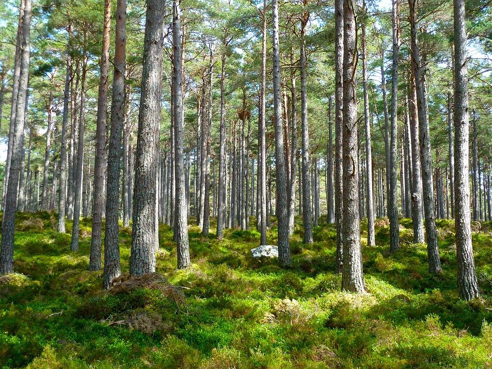 Pădurea Baciu, unde se adună toate duhurile pământului