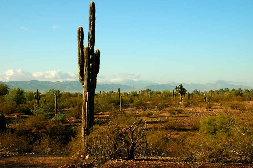 Studiu: Majoritatea speciilor de cactus sunt în pericol din cauza încălzirii globale