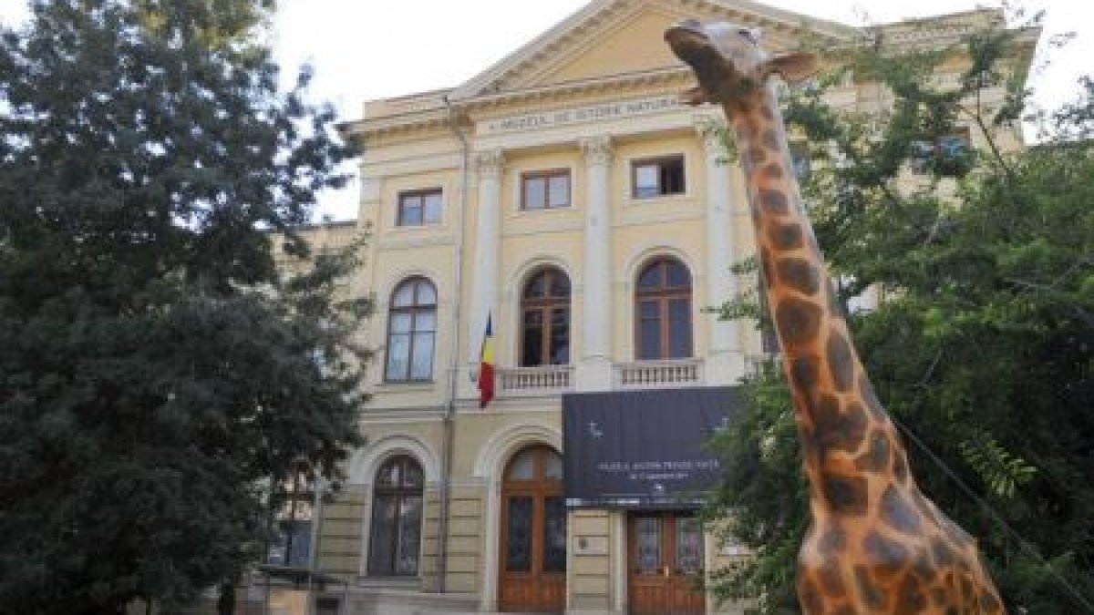 Art Safari face schimb cu Muzeul Antipa! Ce se va întâmpla cu celebra Girafă