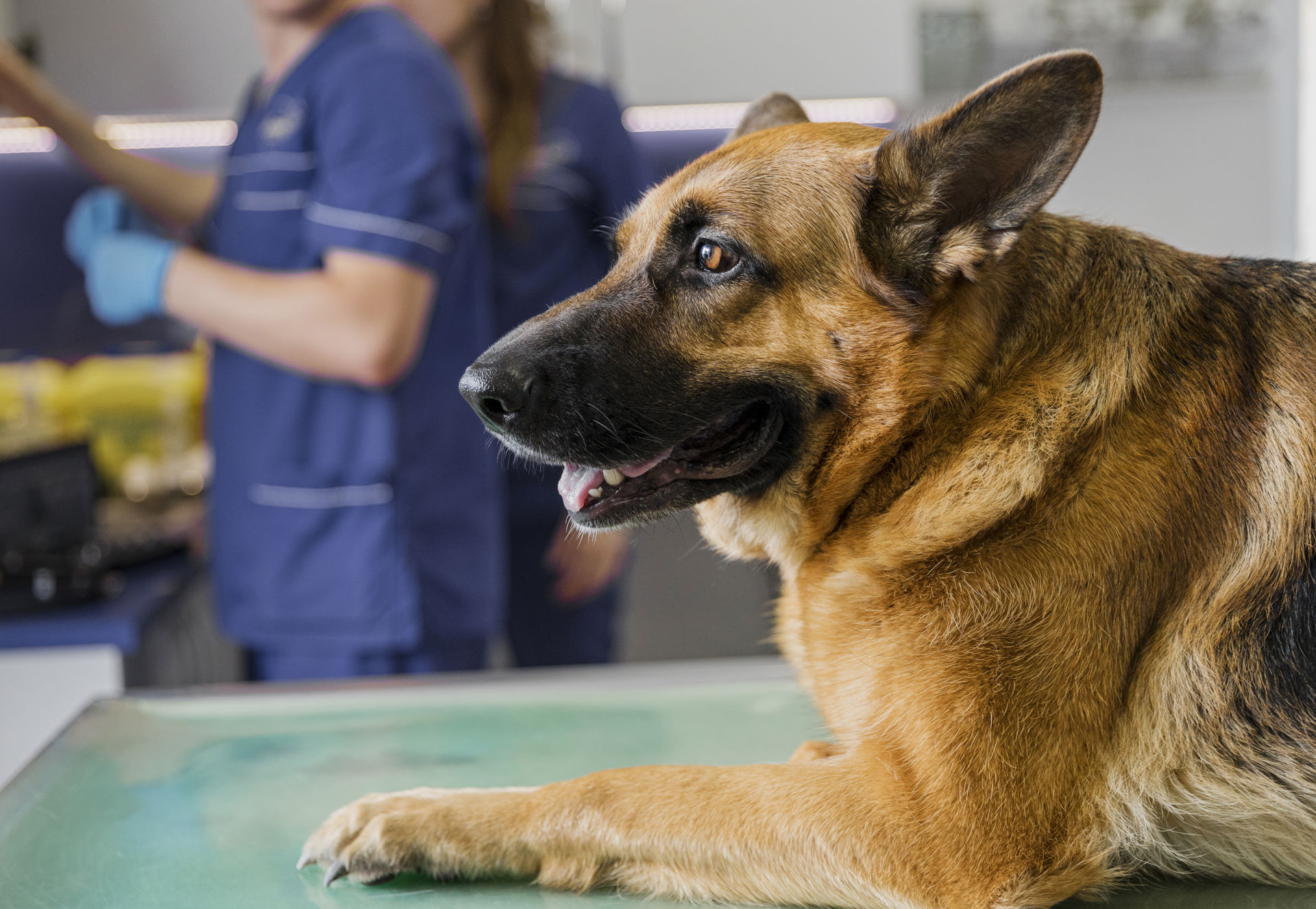 Sterilizarea sau castrarea câinilor – de ce este recomandată și unde o poți face în Suceava