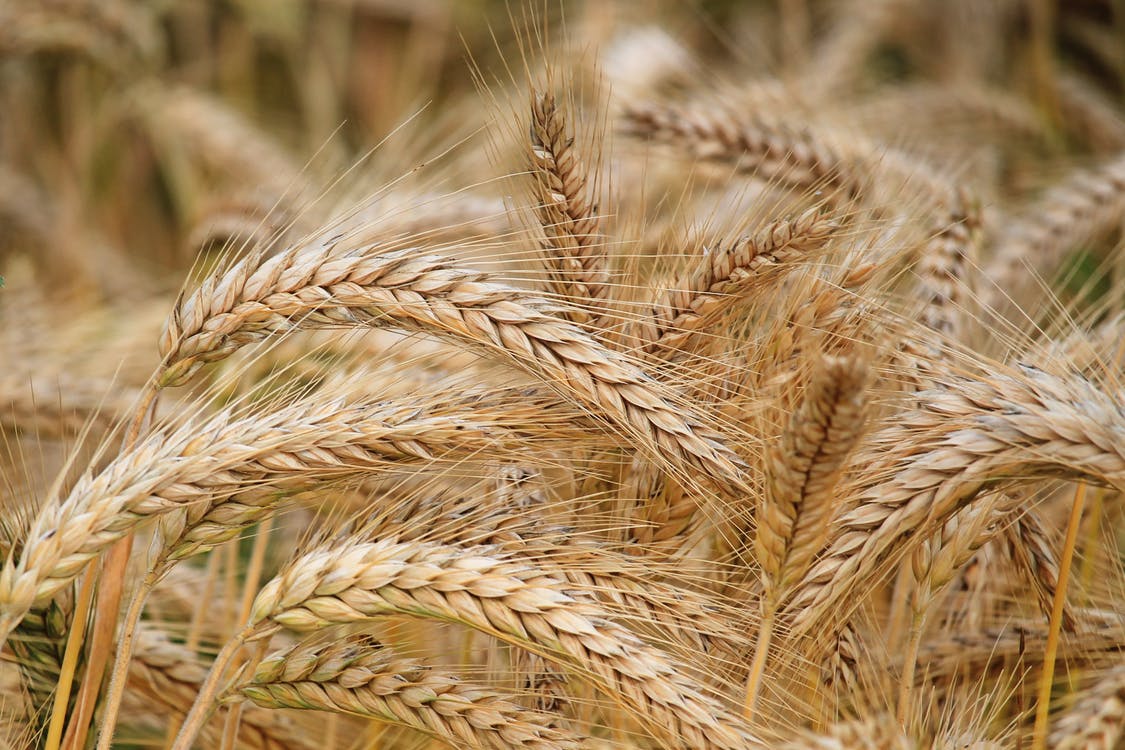 Rusia cere să nu se „exagereze” cu importanța producției ucrainene de cereale  