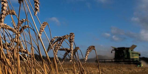 „Producțiile de grâu în zona Moldovei încep de la o tonă la hectar”- Asociaţia Forţa Fermierilor