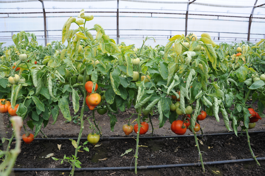 „Programul Tomata”, prelungit până la 1 iulie. Alte modificări importante