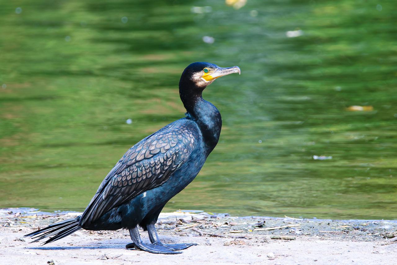 Daea aşteaptă punerea în aplicare a legii de vânare a cormoranilor: Mănâncă mai mult peşte decât românii