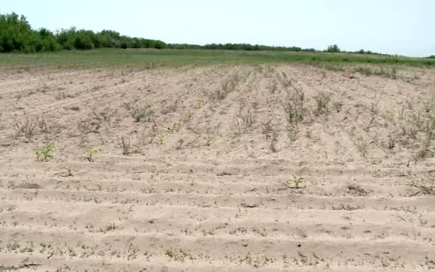 Ce trebuie să facă fermierii afectați de secetă pentru a primi despăgubirile