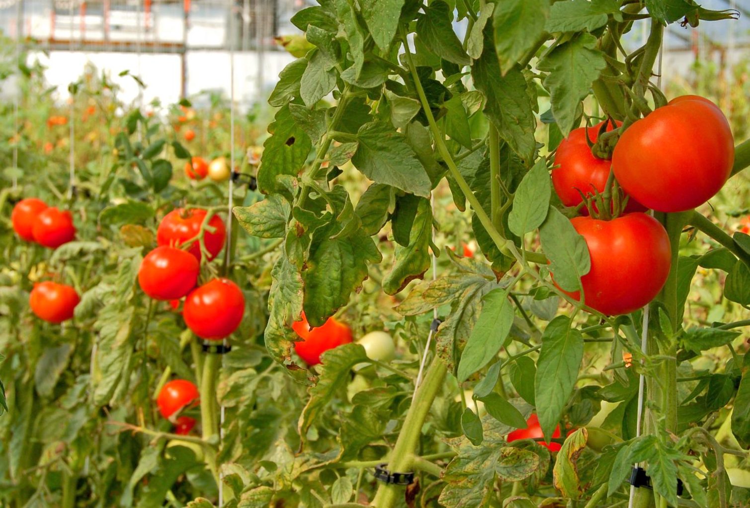 Cât de mult se reduce sprijinul cuplat la legumele cultivate în spații protejate în PNS