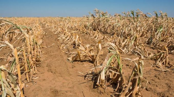 Suprafaţa agricolă afectată de secetă a crescut luni la 683.527 hectare, în 38 de judeţe