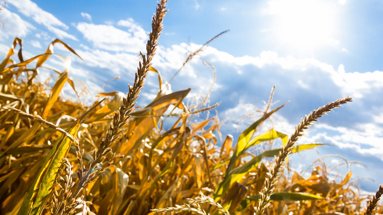 Sumă derizorie pentru fermierii afectați de secetă, în 2022. Agricultorii, consternați
