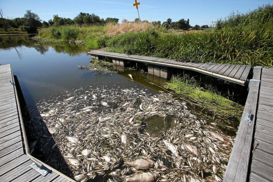 Polonia: Alga aurie, cauza morții a peste 250 de tone de pești în fluviul Oder