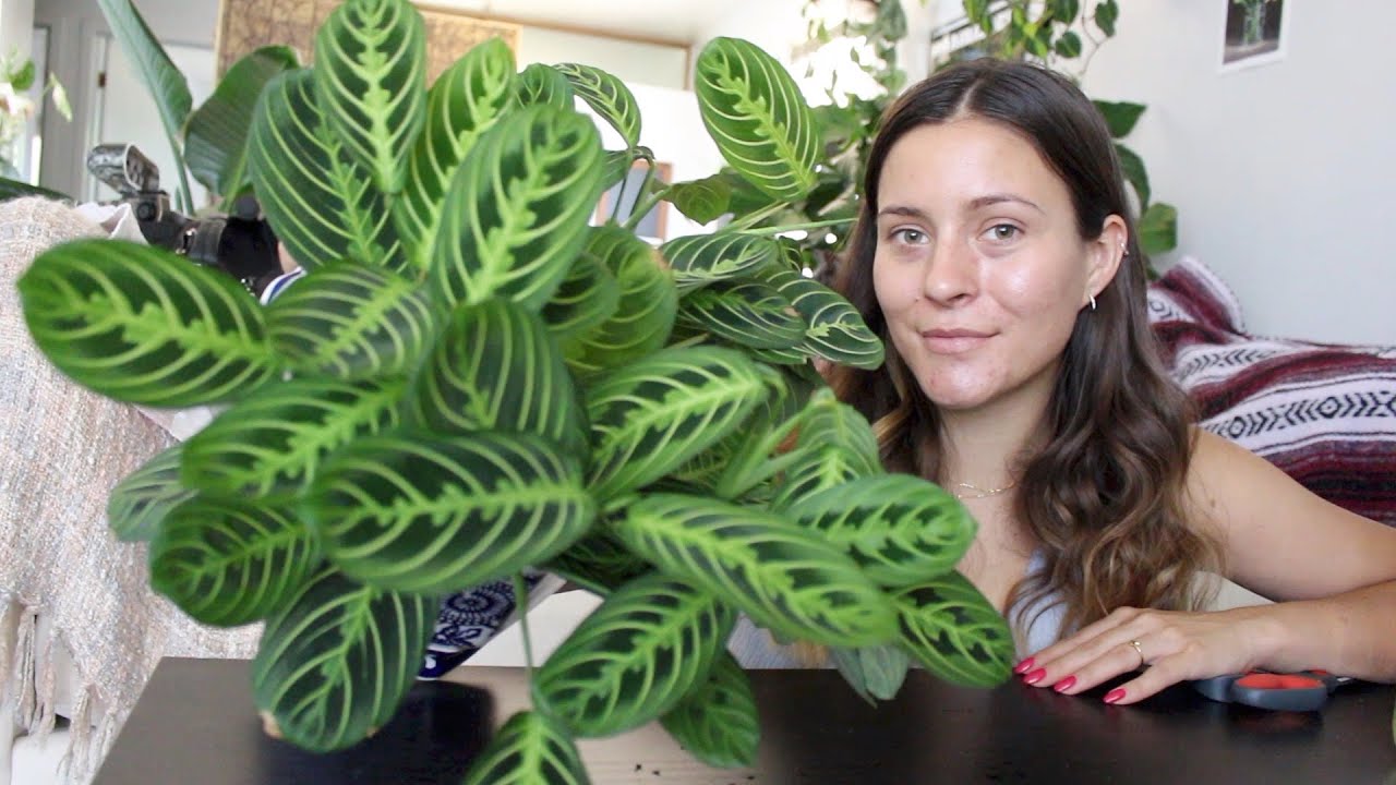 Sigur vă va plăcea să o aveți în casă: Planta care se roagă! (VIDEO)
