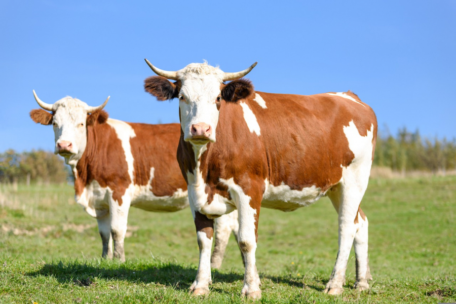 În viața mea nu îmi mai trebuie bovine, spune șeful DAJ Arad, care și-a vândut toate vacile