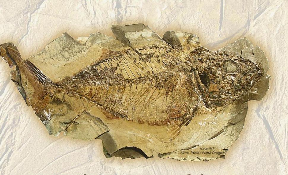 La Complexul de Științele Naturii din Galați, expoziție de „pești arhaici”, care au trăit în urmă cu 35 de milioane de ani