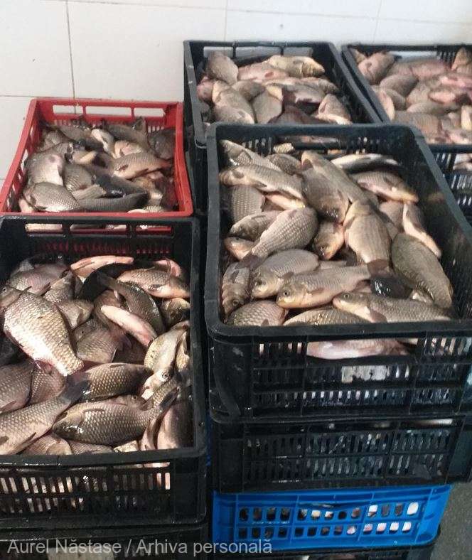DELTA SĂLBATICĂ Tulcea: Carasul – peştele cel mai des întâlnit în capturile comerciale din Deltă