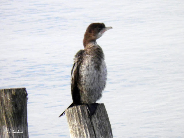 Parlamentul a uitat de sezonul de vânătoare la cormorani