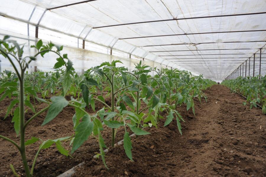 Au fost făcute primele plăți pentru ajutorul de 1.000 euro la legumele cultivate în spații protejate  