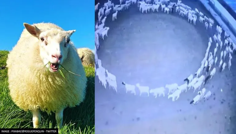 Turma de oi care s-a învârtit 12 zile. Fenomen inexplicabil (VIDEO)