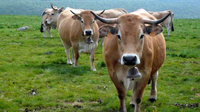 Subvenții noi pentru crescătorii de vaci. Câți bani în plus pot aduce ecoschemele