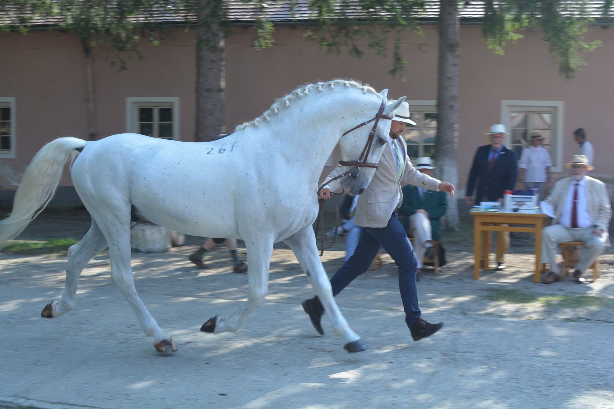Cum au ajuns caii de rasă lipițană din România în Patrimoniul UNESCO! (VIDEO)