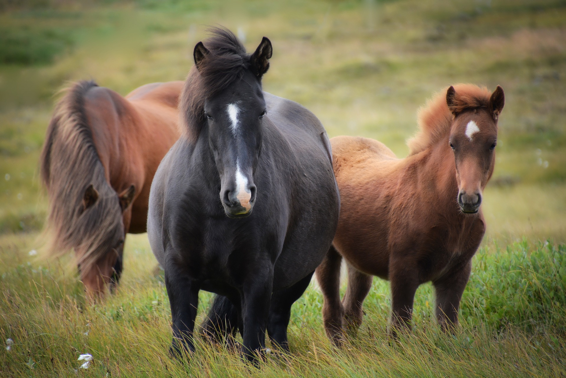Caii sălbatici din Deltă trebuie să primească statut special ca să poată fi protejați