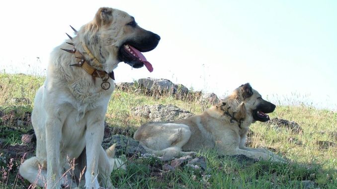 Şase câini de rasă au fost găsiţi morţi la o stână din Arad
