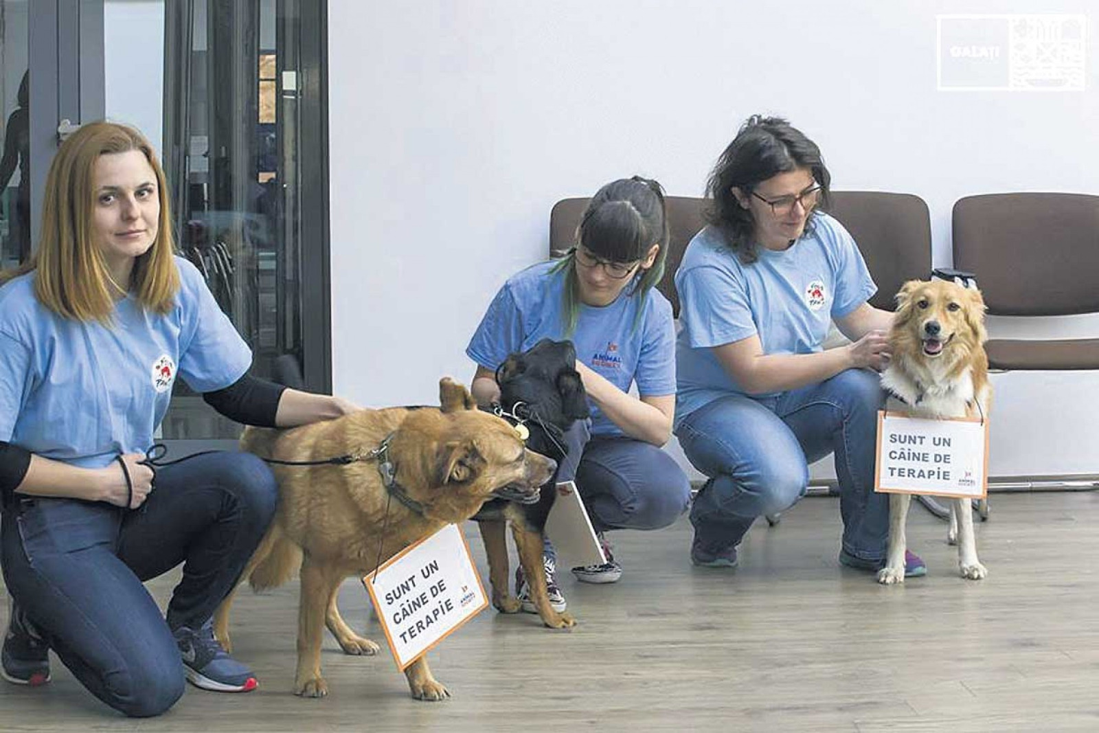 Câinii fără stăpân, „terapeuți” pentru copiii și bătrânii instituționalizați