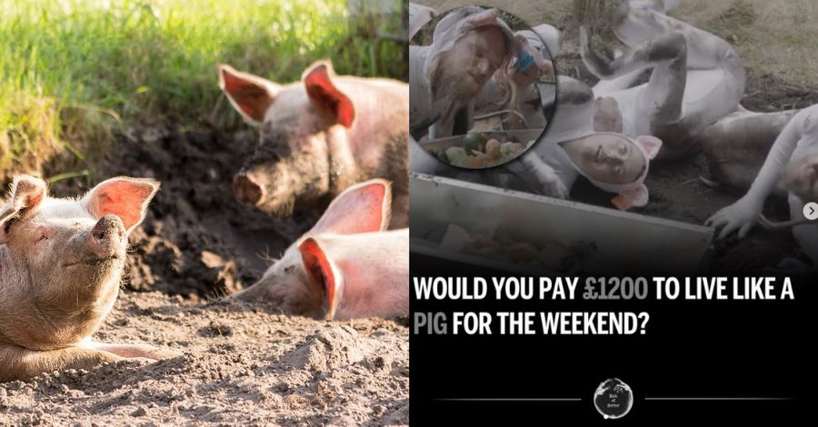Oamenii care plătesc 1200 de lire să trăiască precum porcii. Atenție, imagini care vă pot afecta emoțional!