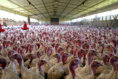 <strong>Focarele de gripă aviară de la Codlea nu afectează piaţa cărnii de pasăre din România – UCPR</strong>
