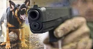 Un ofiţer din cadrul IPJ Gorj a împușcat un câine. Ce riscă bărbatul